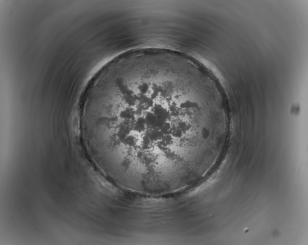 X0000100950925200807081215