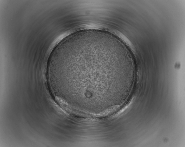 X0000100950930200807081215