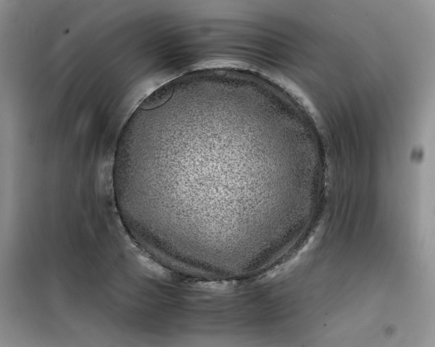 X0000100950937200807081215