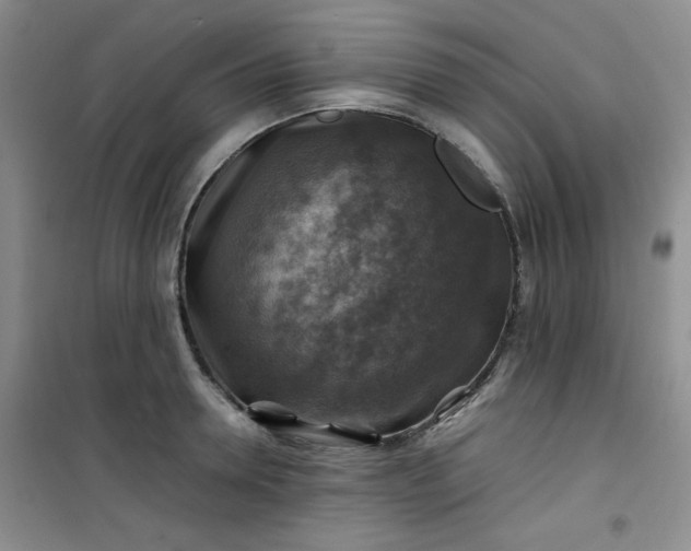 X0000100950946200807081215