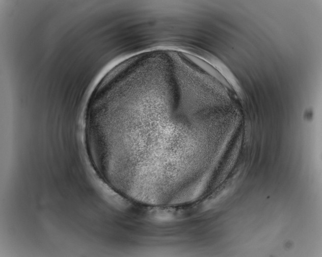 X0000100950955200807081215