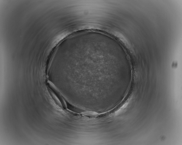 X0000100950977200807081214