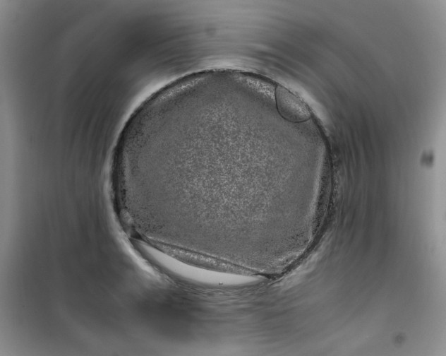 X0000100950991200807081214