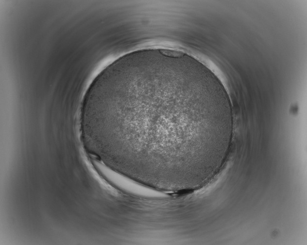 X0000100950997200807081214