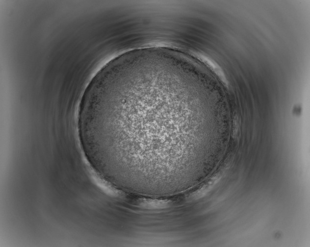 X0000100951039200807081214