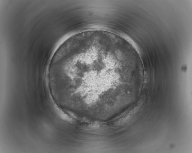 X0000100951098200807081212