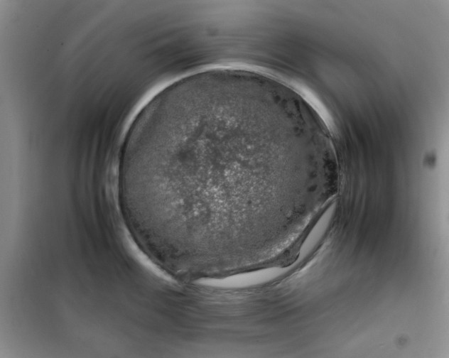 X0000100951100200807081212