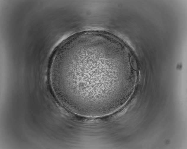 X0000100951165200807081211