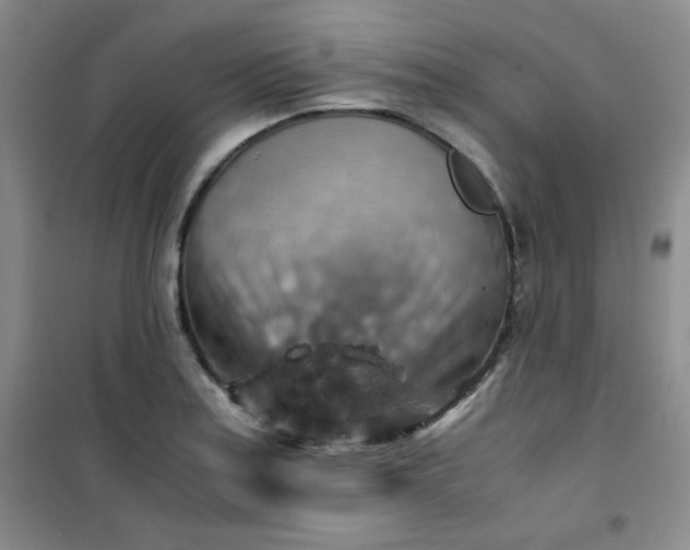 X0000100951179200807081211