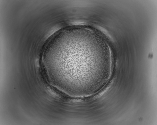 X0000100951209200807081210