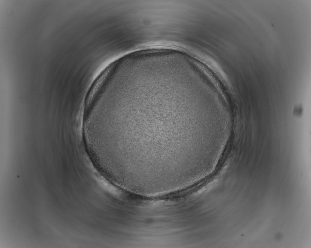 X0000100951228200807081210