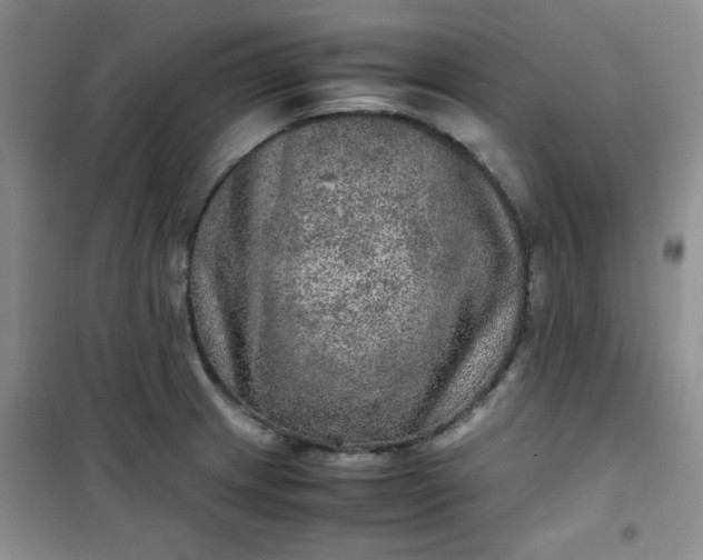 X0000100951233200807081210