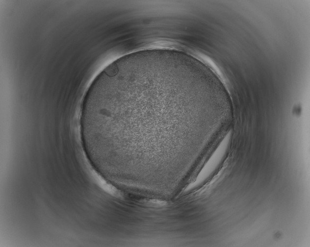 X0000100951235200807081210