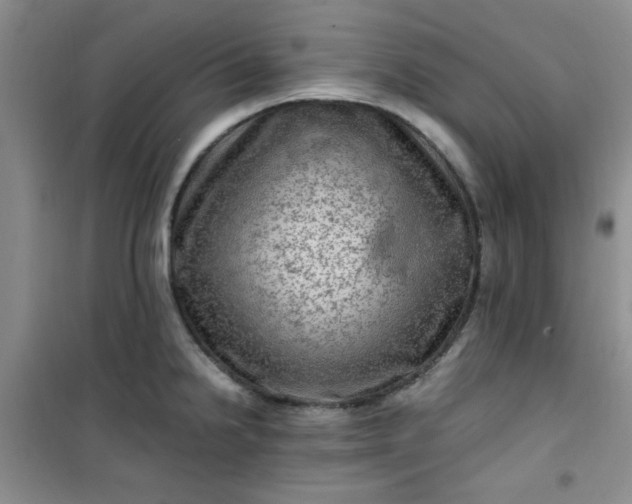 X0000100951238200807081211