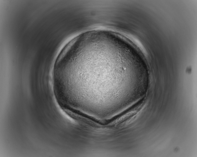 X0000100951247200807081211