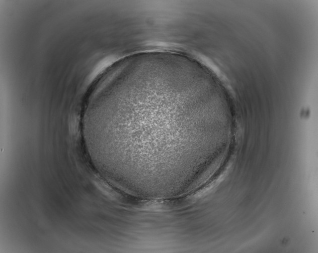 X0000100951259200807081210