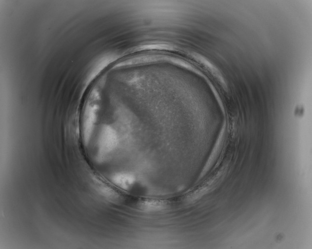 X0000100951274200807081209