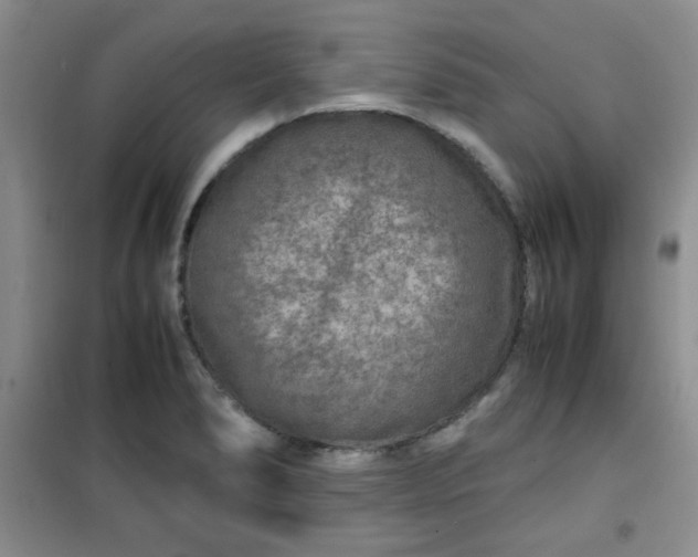 X0000100951278200807081209