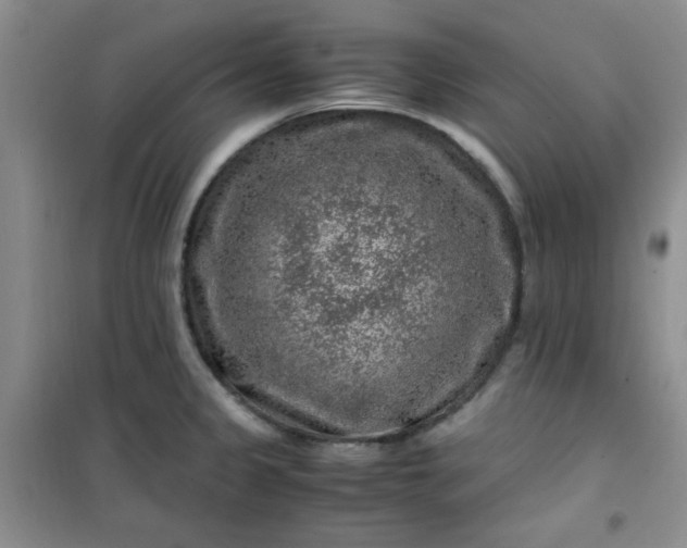 X0000100951333200807081209