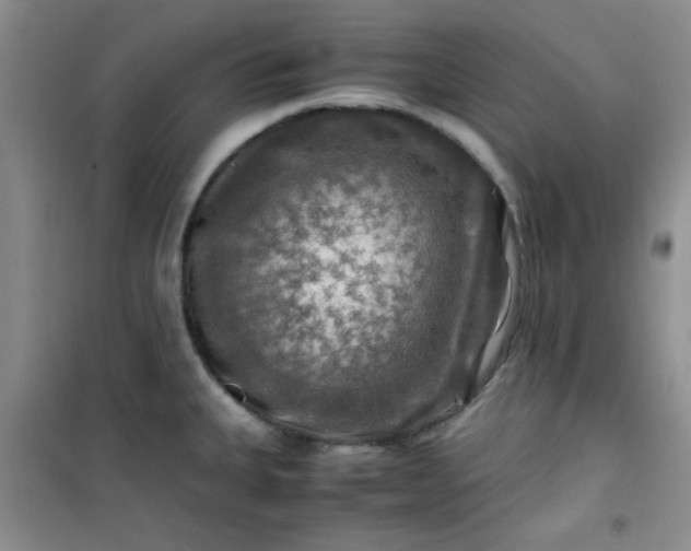 X0000100951335200807081209