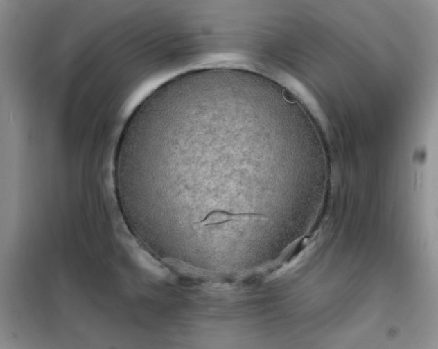 X0000100951336200807081209