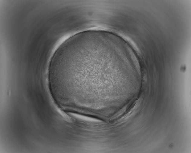 X0000100951375200807081208