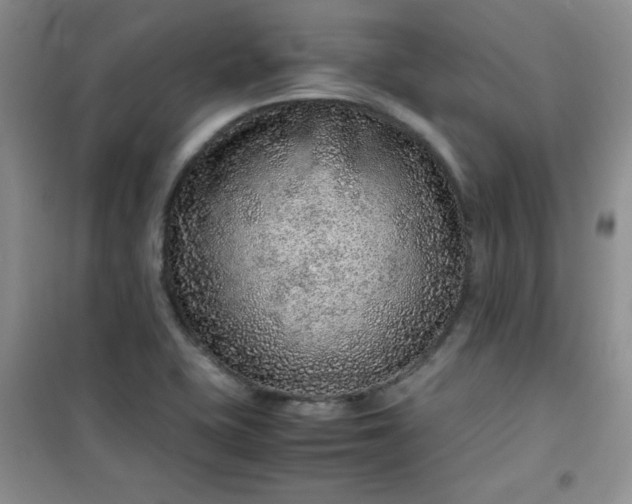 X0000100951415200807081207