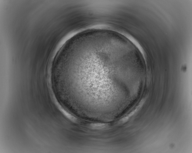 X0000100951437200807081207