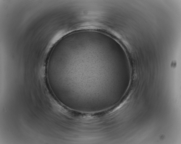 X0000100951459200807081207