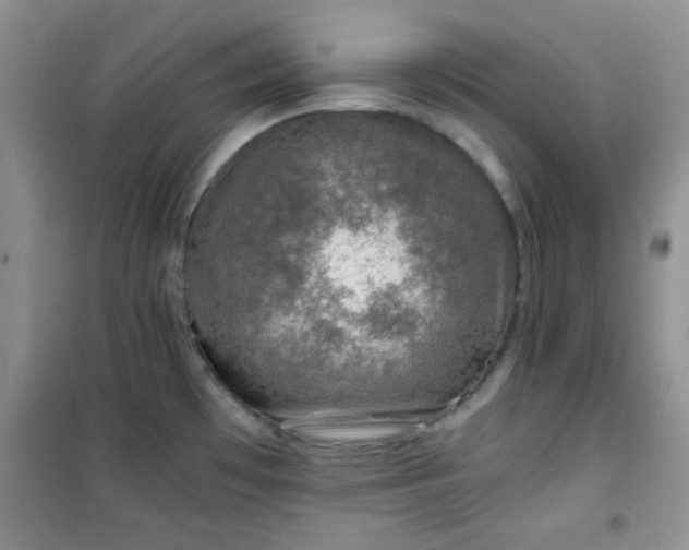 X0000100951481200807081206