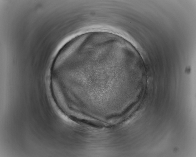 X0000100951523200807081206