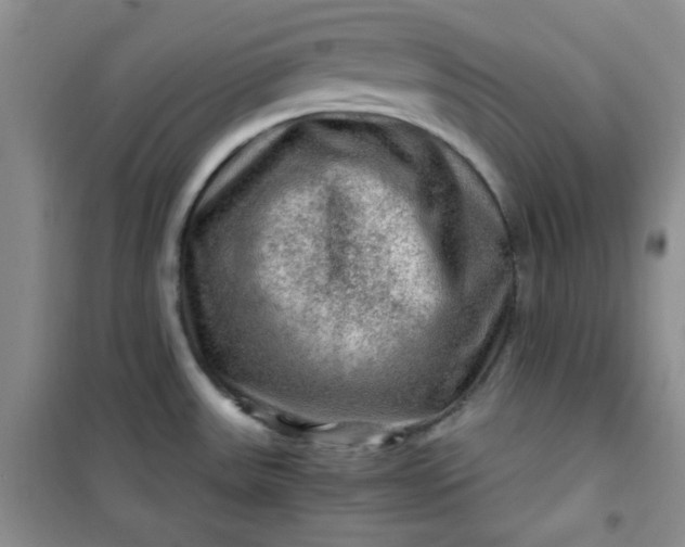 X0000100951531200807081206