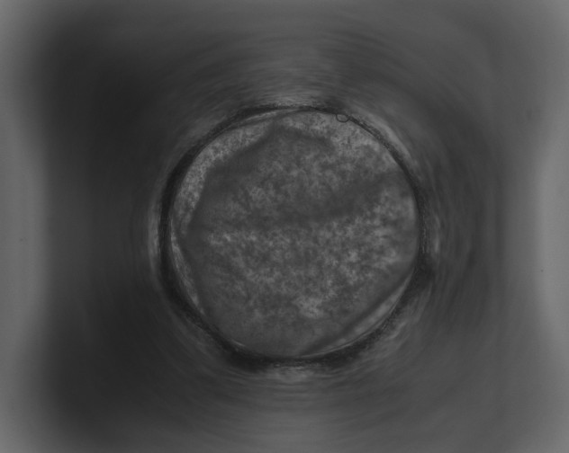 X0000100950299200807151342