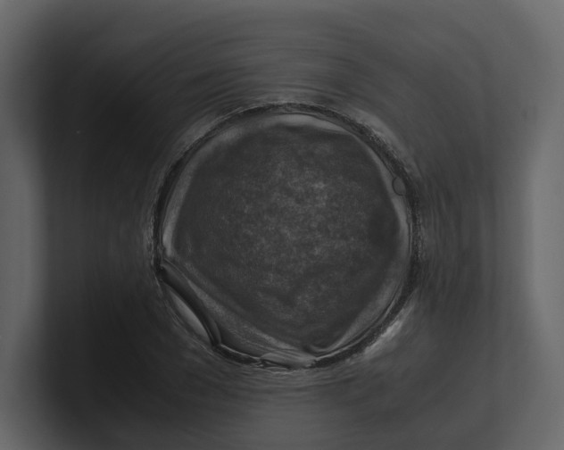 X0000100950977200807151333