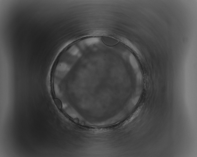 X0000100951087200807151332