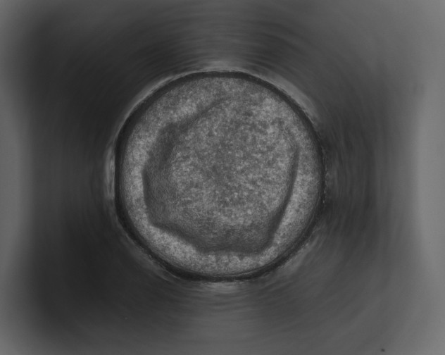 X0000100951126200807151331