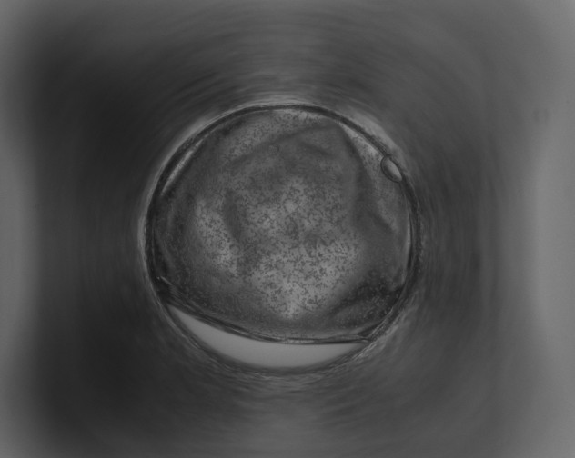 X0000100951181200807151330