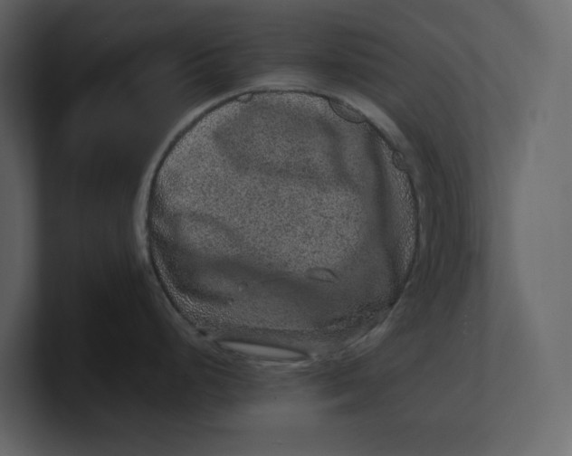 X0000100951248200807151330