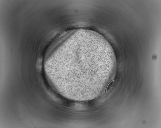 X0000100950070200807221131