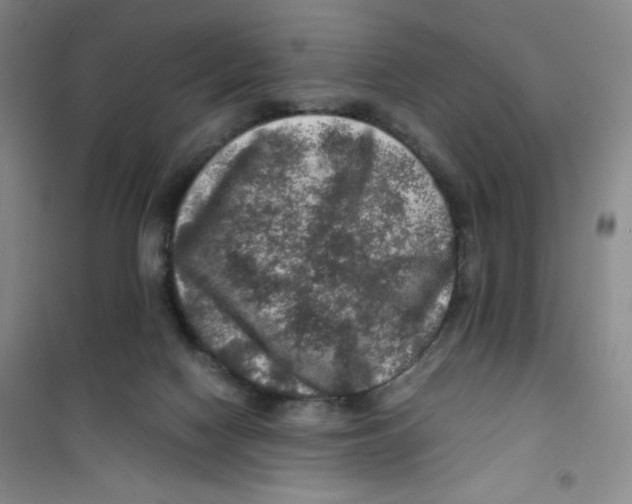 X0000100950074200807221131