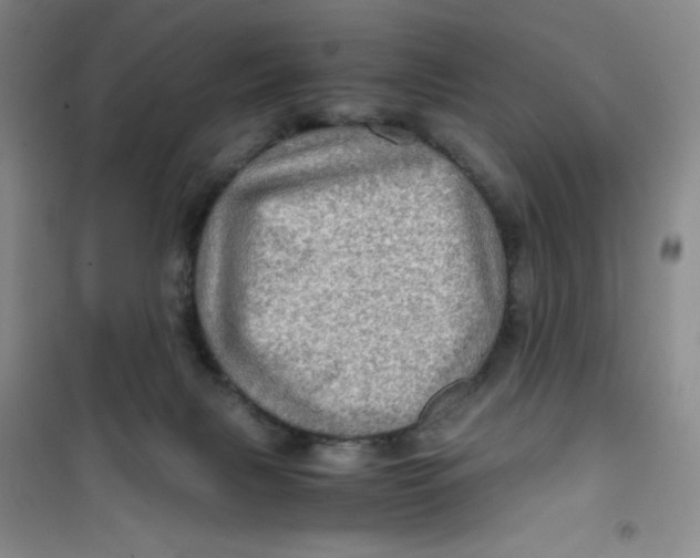 X0000100950079200807221131