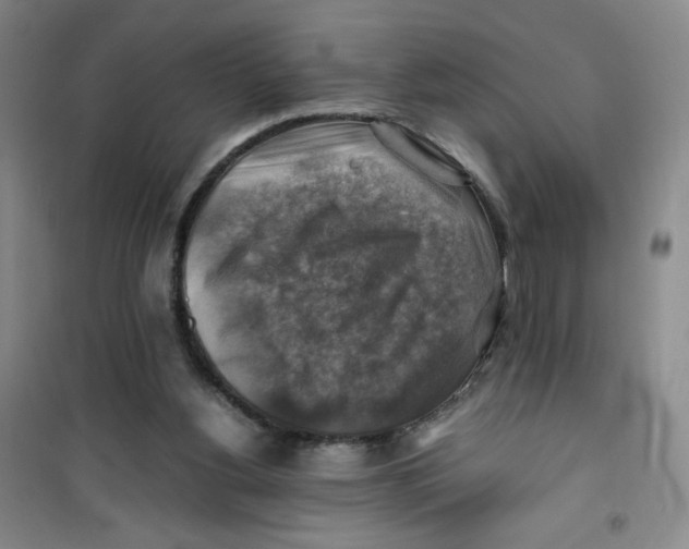 X0000100950156200807221129