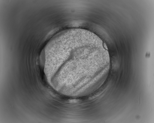 X0000100950216200807221129