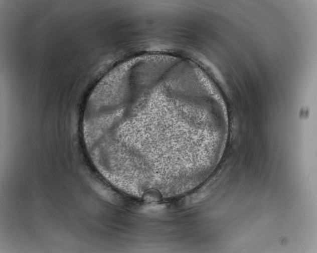 X0000100950257200807221128