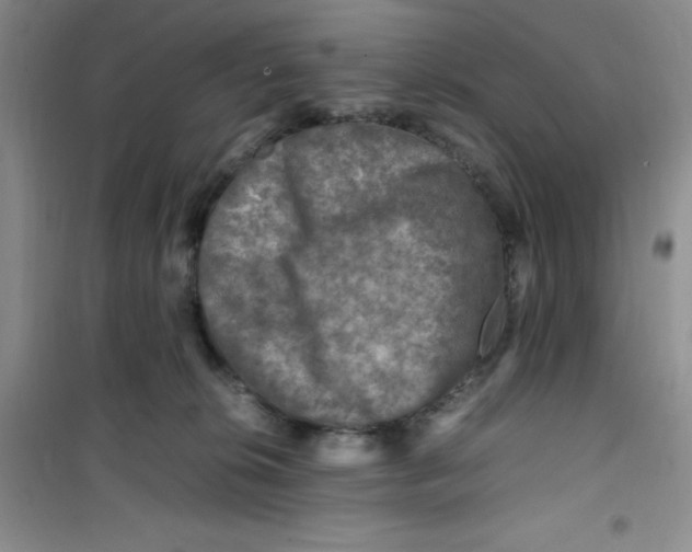 X0000100950276200807221128