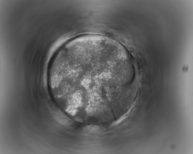 X0000100950294200807221127