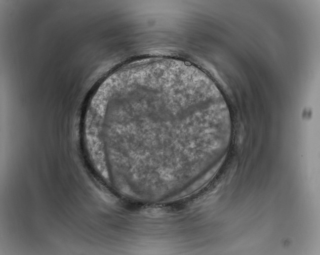 X0000100950299200807221127