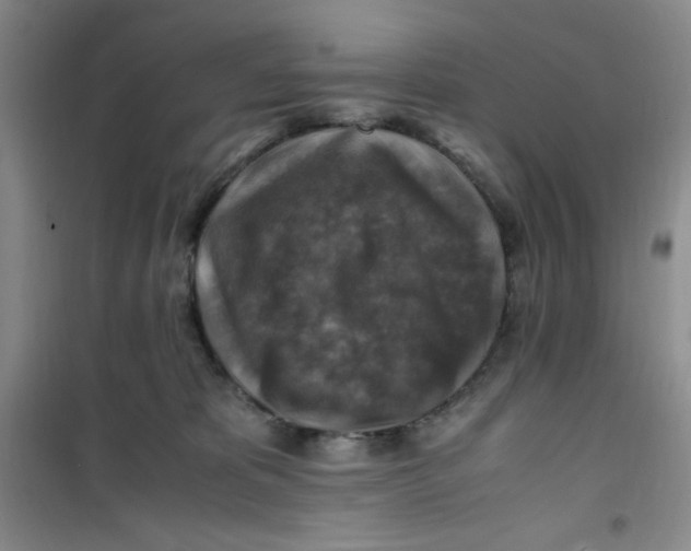 X0000100950325200807221127