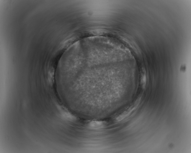 X0000100950332200807221127