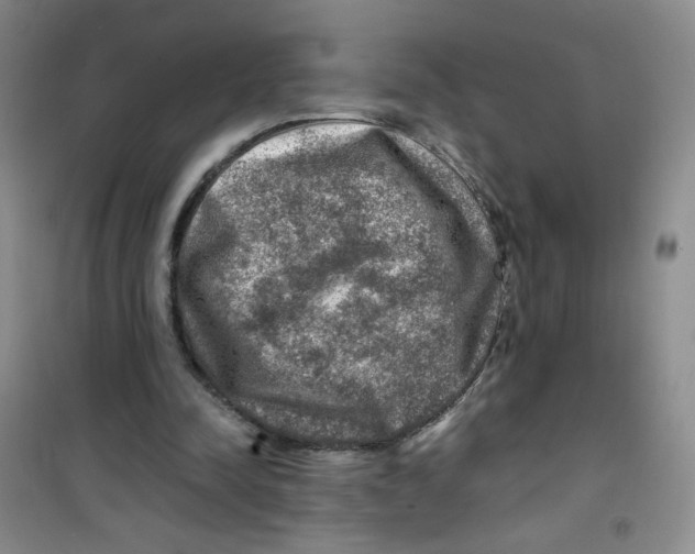 X0000100950342200807221126